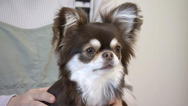 くるみ きょうのわんこ 写真1