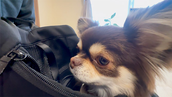 くるみ きょうのわんこ 写真3