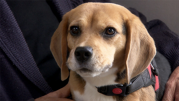 令音 きょうのわんこ 写真1