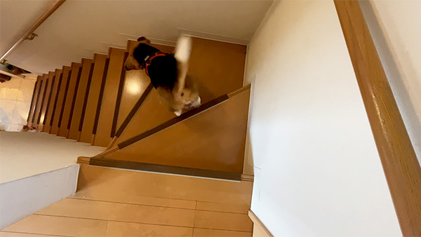 令音 きょうのわんこ 写真2