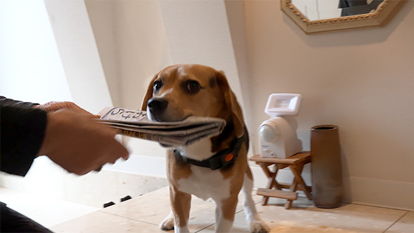 令音 きょうのわんこ 写真3