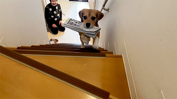 令音 きょうのわんこ 写真4