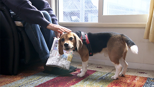 令音 きょうのわんこ 写真5