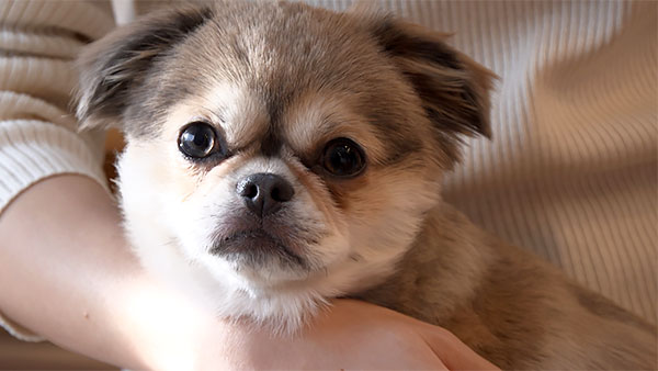 たぬ きょうのわんこ 写真2