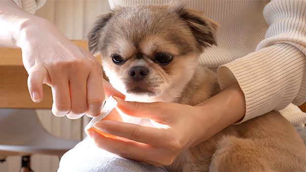 たぬ きょうのわんこ 写真3