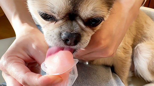 たぬ きょうのわんこ 写真4