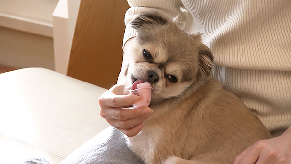 たぬ きょうのわんこ 写真5