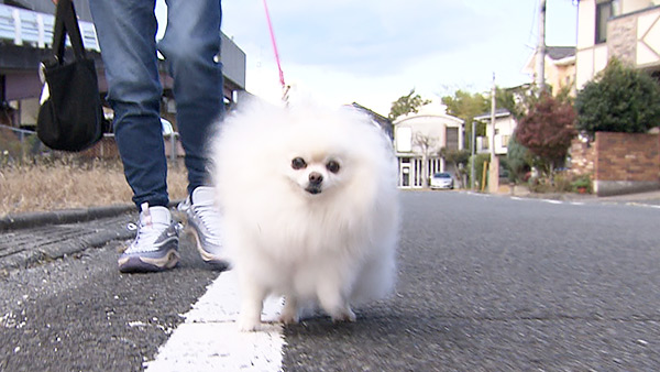 メル きょうのわんこ 写真1