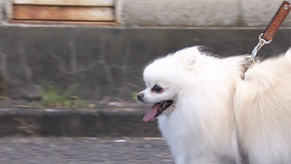 メル きょうのわんこ 写真2