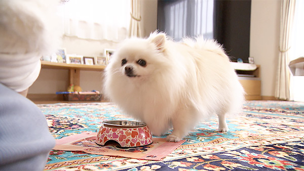 メル きょうのわんこ 写真3