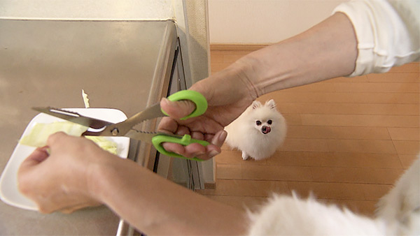 メル きょうのわんこ 写真4