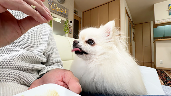 メル きょうのわんこ 写真5