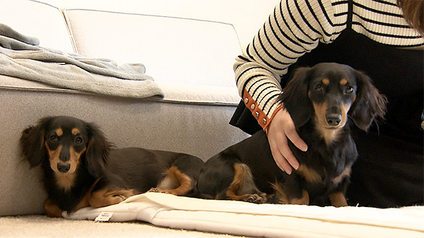 未開封品　「めざましテレビ」～きょうのわんこ CD 未開封品 「めざましテレビ」～きょうのわんこ CD 未開封品 「めざまし