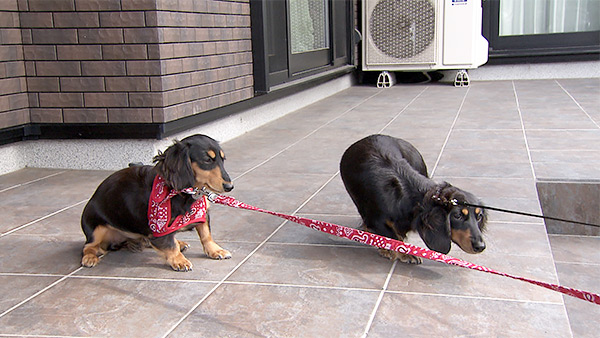 かりん＆くるみ きょうのわんこ 写真3