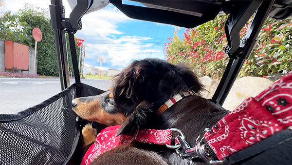 かりん＆くるみ きょうのわんこ 写真4