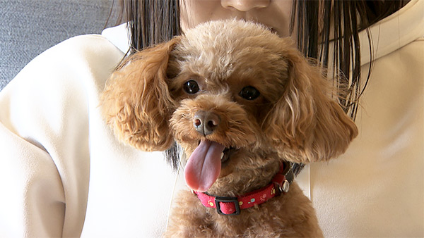 あずき きょうのわんこ 写真1