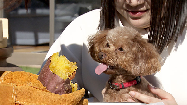 あずき きょうのわんこ 写真3