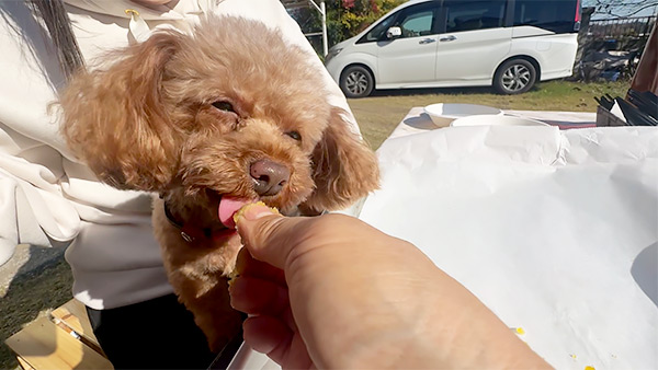 あずき きょうのわんこ 写真4