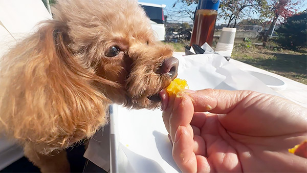 あずき きょうのわんこ 写真5