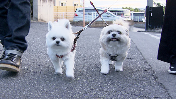 ぽんた＆ごんた きょうのわんこ 写真1