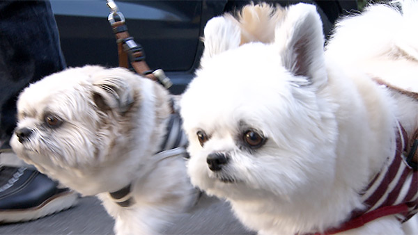 ぽんた＆ごんた きょうのわんこ 写真2