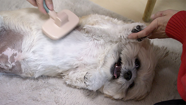 ぽんた＆ごんた きょうのわんこ 写真3