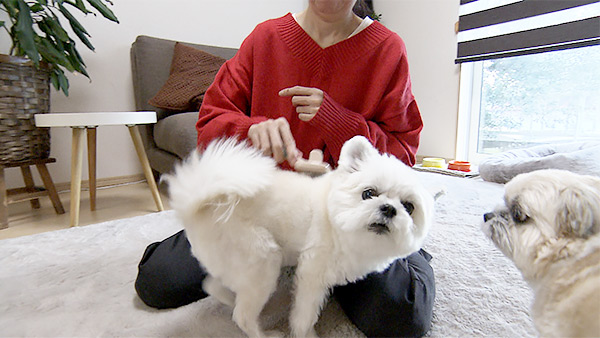 ぽんた＆ごんた きょうのわんこ 写真4