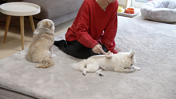 ぽんた＆ごんた きょうのわんこ 写真5