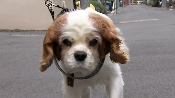 マヌンバ きょうのわんこ 写真1