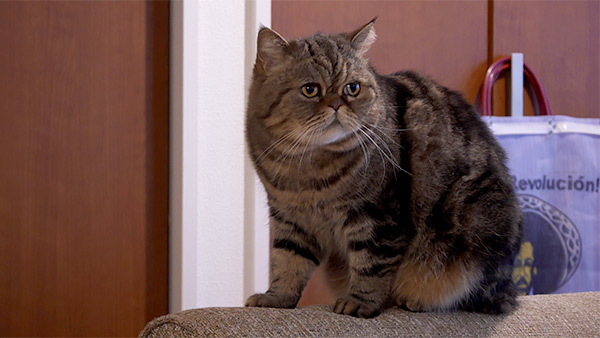 マヌンバ きょうのわんこ 写真3