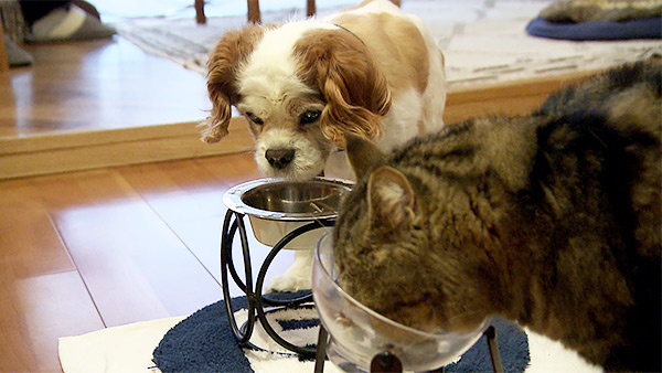 マヌンバ きょうのわんこ 写真4