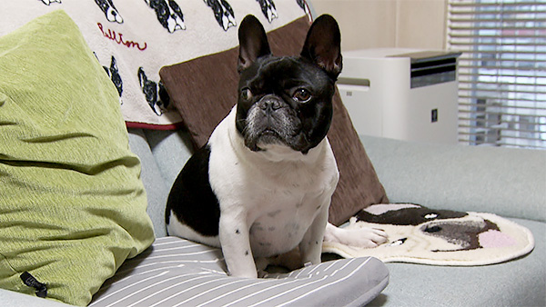 おじゃるまる きょうのわんこ 写真1