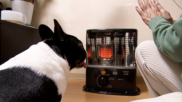 おじゃるまる きょうのわんこ 写真2