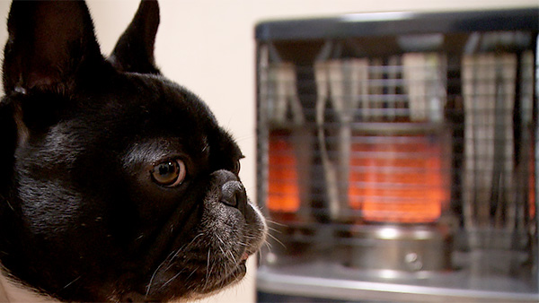 おじゃるまる きょうのわんこ 写真4