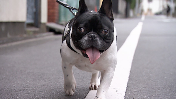 おじゃるまる きょうのわんこ 写真5