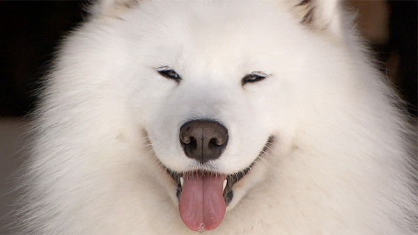 ココロ きょうのわんこ 写真1