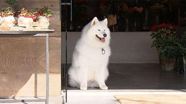 ココロ きょうのわんこ 写真2