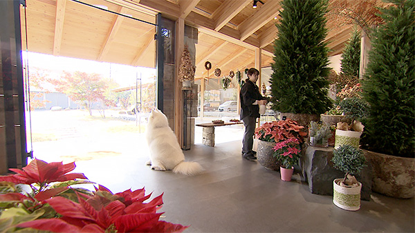 ココロ きょうのわんこ 写真3