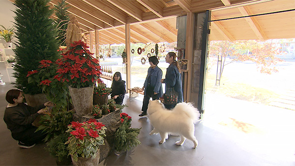 ココロ きょうのわんこ 写真4