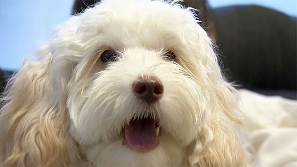 メリー きょうのわんこ 写真1