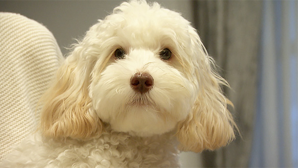 メリー きょうのわんこ 写真4