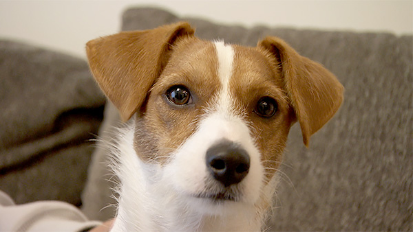 ルカ きょうのわんこ 写真1