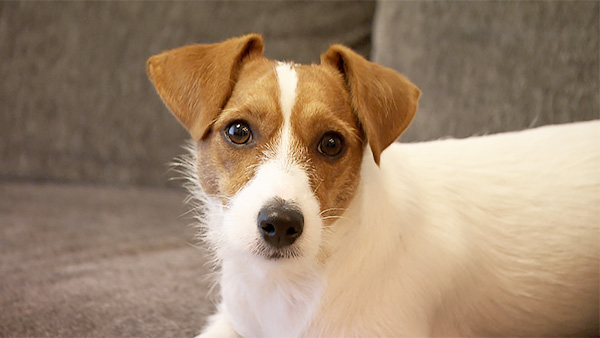 ルカ きょうのわんこ 写真2