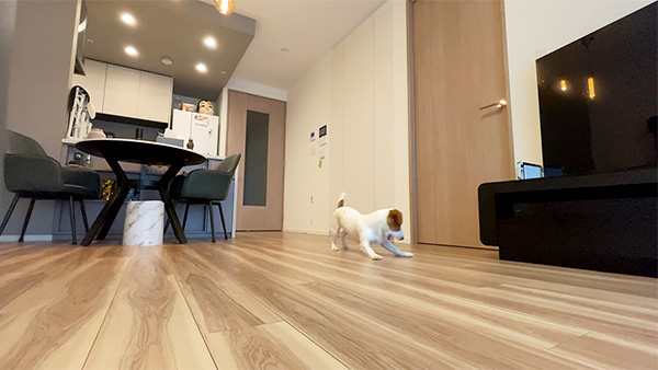 ルカ きょうのわんこ 写真3