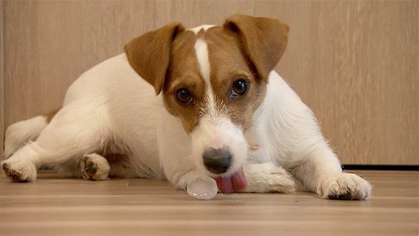 ルカ きょうのわんこ 写真5