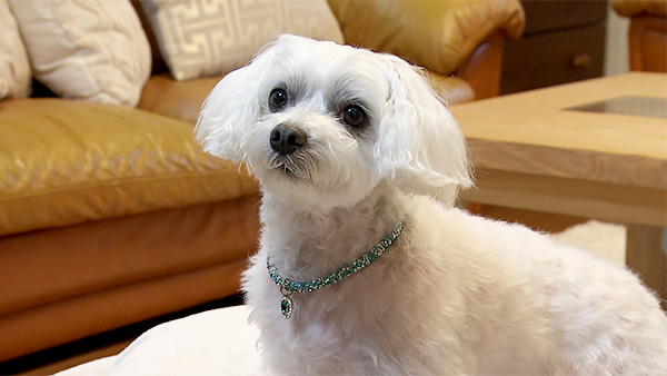 プティ きょうのわんこ 写真1