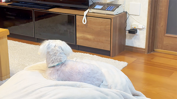 プティ きょうのわんこ 写真2