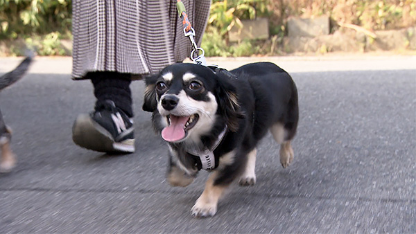はる きょうのわんこ 写真1