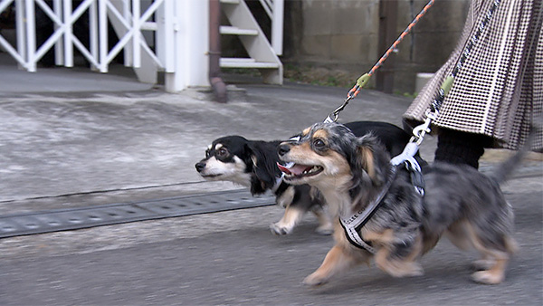 はる きょうのわんこ 写真2