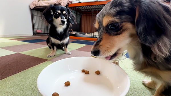 はる きょうのわんこ 写真4